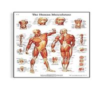 3B Scientific VR1118L Human Anatomy - Human Musculature Chart, Laminated Version