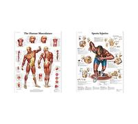 3B Scientific VR1118L Human Anatomy - Human Musculature Chart, Laminated Version & VR1188L Human Anatomy - Sports Injuries Chart, Laminated Version