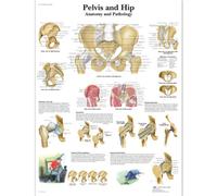 3B Scientific VR1172L Human Anatomy - Pelvis and Hip Chart, Laminated Version