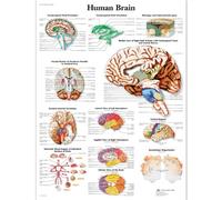 3B Scientific VR1615L Human Brain Chart Laminated Version