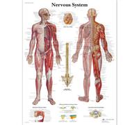 3B Scientific VR1620L Nervous System Chart Laminated Version