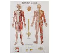 3B Scientific VR1620UU Human Anatomy - Nervous System Chart, Paper Version, unlaminated, 50.00 x 67.00 cms