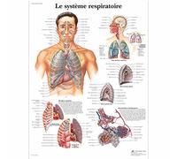 3B Scientific VR2322UU Anatomical Chart "Le Système Respiratoire", Paper Version