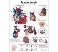 3B Scientific VR2334UU Anatomical Chart "Le Cœur Humain, Anatomie et Physiologie", Paper Version