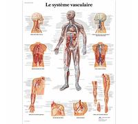 3B Scientific VR2353UU Anatomical Chart "Le Système Vasculaire", Paper Version