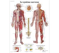 3B Scientific VR2620UU Anatomical Chart "Le Système Nerveux", Paper Version