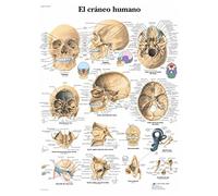 3B Scientific VR3131UU Printed On Paper, The Human Skull