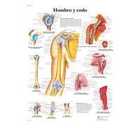 3B Scientific VR3170L Printed On Paper, Shoulder & Elbow
