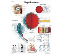 3B Scientific vr3226uu Printed in Paper, The Human Eye