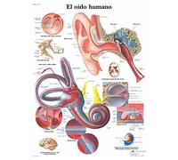 3B Scientific VR3243UU Printed on Paper, The Human Ear