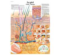 3B Scientific VR3283UU Printed on Paper, Leather