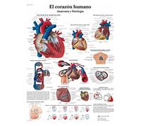 3B Scientific VR3334L Printed On Paper, The Human Heart, Anatomy & Physiology