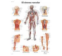 3B Scientific VR3353L Printed On Paper, The Vascular System