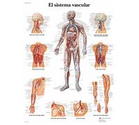 3B Scientific VR3353UU Printed On Paper, The Vascular System