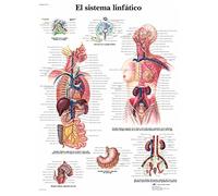 3B Scientific VR3392UU Printed On Paper, The Lymphatic System
