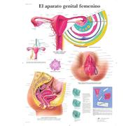 3B Scientific VR3532UU Printed On Paper, The Female Genital Appliance