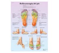3B Scientific VR3810L "Acupuntura corporal" Printed in Paper
