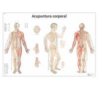 3B Scientific VR3820L "Acupuntura de la oreja" Printed in Paper