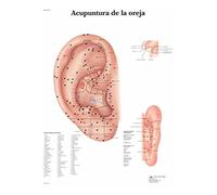 3B Scientific VR3821L "Lo scheletro umano" Printed in Paper