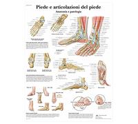 3B Scientific vr4176l Foot and articulation of the Foot, 1