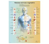 3B Scientific VR4610UU Vegetative Nervous System Poster