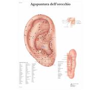 3B Scientific vr4821l Acupuncture Of The Ear, 1