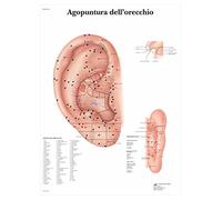 3B Scientific vr4821l Acupuncture Of The Ear, 1