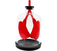 3D Anatomical Human Lung, Human Organ Lung Model Respiratory System Model, Lung Breathing Model for Biology Class, Medical Anatomy Display