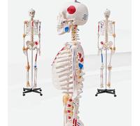 3D Anatomical Human Skeleton Model, 180cm Tall, Detailed Teaching Model with Muscle Marking for Education, Medical Studies, and Anatomy Learning