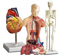 3D Anatomical Model Human Heart, Torso And Skeleton Models Learning Kit for Kids 3Pcs Anatomical Hands-On Model Study To