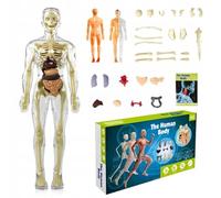 3D Anatomical Model of the Human Body - Skeleton, Muscles & Internal Organs | Interactive Anatomy Learning Set for Children from 6 Years, Students & Students