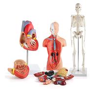 3D Anatomy Model Human Heart Torso and Skeleton, Human Anatomy Models Learning Kit for Kids, Study Tools for Anatomy and Physiology