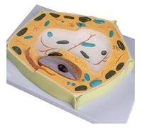 3D Biological Plant Cell Micro Structural Anatomy Model, 20000x MagnificationPlant Cell Model, for Study Display Biology Enthusiasts Experiment