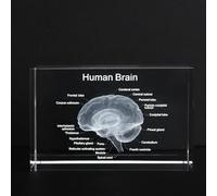 3D Brain Anatomical Model Made of Crystal, Laser-Engraved Human Brain Crystal Model, Inner Engraving, Compact Anatomy Model for Study, Medicine, Science, Office Decoration and Gift