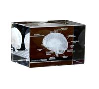 3D Crystal Anatomical Model Set, Heart Brain Teeth Skeleton Lungs, 2x2x3 inches, Medical Office Decor (Brain)