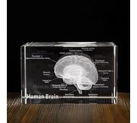 3D Crystal Anatomy cube Model Set recision-etched 3D representation of the brain for medical Office Decor and design