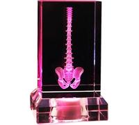 3D Crystal Human Spine Anatomical Model - Laser Etched Glass Cube Paperweight for Medical Students Graduation Gift(10 * 10 * 15cm)