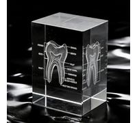 3D Dental Crystals Anatomical Model - Anatomical Model of Engraved Cubic Teeth for Medicine and Decoration, Gifts for Dentists