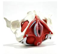 3D Detachable Female Pelvic Floor Skeleton Model,Human Pelvic Anatomy Model