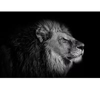 3D Effect Photo Wallpaper Animal Lion Black,300x210cm Mural Panoramic Wall Tapestry Large Photo Wallpaper Mural Bedroom Wall Decoration
