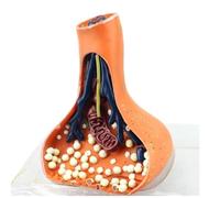 3D Enlarged Synapse Neuron Model - Chemical Anatomy Teaching Aid for Medical Education, Nervous System Demonstration Tool for Clinics & Classrooms
