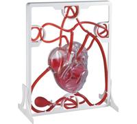 3D Heart Blood Circulation Model, Heart Beat and Blood Circulation Model with Squeeze Ball Pump, for Biology Education, Science Demonstration.