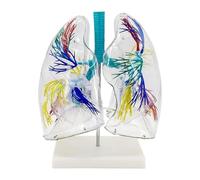 3D Human Anatomy Model, Transparent Lung Model with Bronchial Tree Structure and Teaching Demonstration Stand, Left and Right Lung Bronchial Models