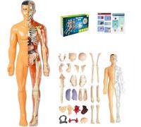 3D Human Body Model For Kids, Clear Skeleton Anatomy Toy With Removable Organs, Educational STEM Science Kit For Classroom & Home Learning, Halloween Deco(Style2)