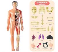3D Human Body Model for Kids That Glows in The Dark - 32-Piece Clear Human Body Structure Model with Bones, Organs, Muscles, Anatomy & Physiology Study Tools
