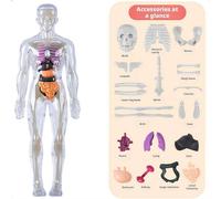 3D Human Body Model for Kids That Glows in The Dark - 32-Piece Clear Human Body Structure Model with Bones, Organs, Muscles, Anatomy & Physiology Study Tools