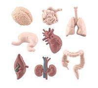 3D Human Body Organ - Human Torso Model, Body Part Set | Educational Organ Structure Toy for Preschool Medicine Lessons, Hands-On Classroom Demonstration Tool for Teachers, School Display Use