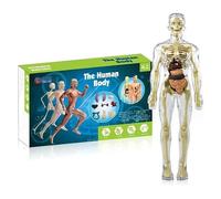 3d Human Body Torso Model for Kid Learning, Human Skeleton Model for Anatomy, Detachable Mini Human Skeleton Model,Scientific Model for Study Basic Details of Human Skeletal System (01)