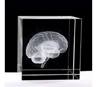 3D Human Brain Anatomical Model Statue Paperweight(Laser Etched) in Crystal Glass Cube Science Gift (No Included LED Base)(2.3x2.3x2.3 inch)