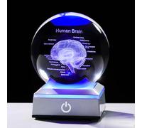3D Human Brain Anatomy Model Crystal Ball 3.15'' with LED Light Base